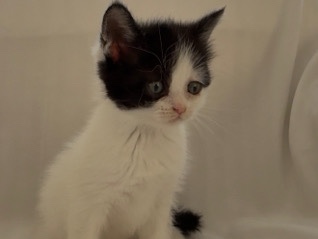 2 kittens – Las Vegas