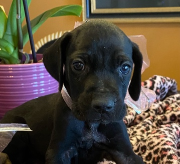 German Shorthaired Pointer – Beautiful German Shorthaired Pointers