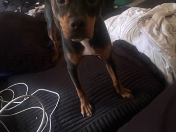 German Pinscher – his name is Bentley – Washington