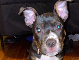 Bulldog – Female American Bully