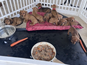 Dachshund – Mini Dachshund puppies – Gulf Breeze