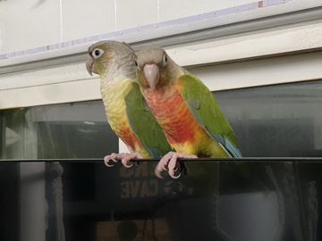pineapple conures 