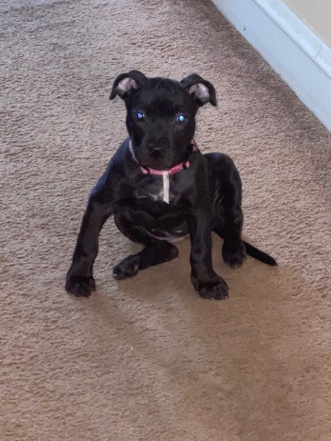 American Pit Bull Terrier – passion
