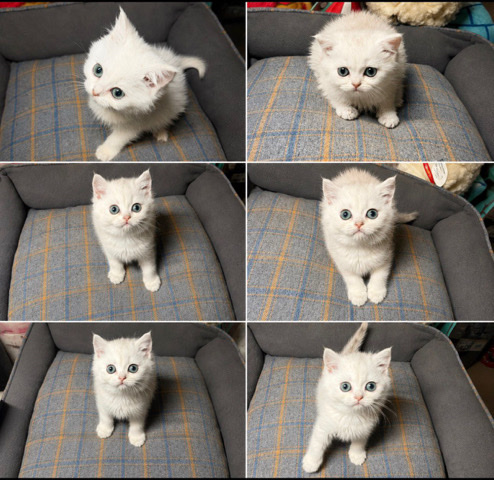 British Shorthair – TICA-Registered Purebred British Shorthair & British Longhair Kittens Available – Pitt Meadows