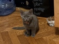 7 Week Old Kitten – New York