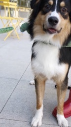 Australian Shepherd – Ryder: Foreign Australian Shepherd, Black Tri