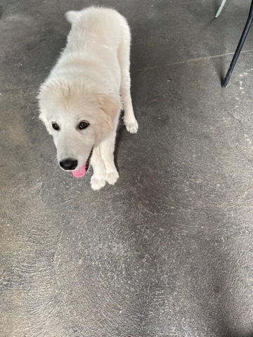 Maremma Sheepdog – maremma puppy 3 months