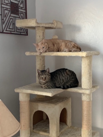 American Shorthair – Rehoming Two Female Cats