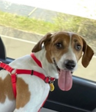 Treeing Walker Coonhound – Meet Spot