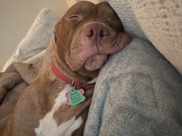 American Pit Bull Terrier – Layla – Ashburn