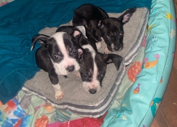 BullyXL/ Pit mom Pit Dad Bully XL