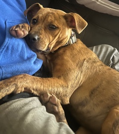 Boxer – this is Oakley!