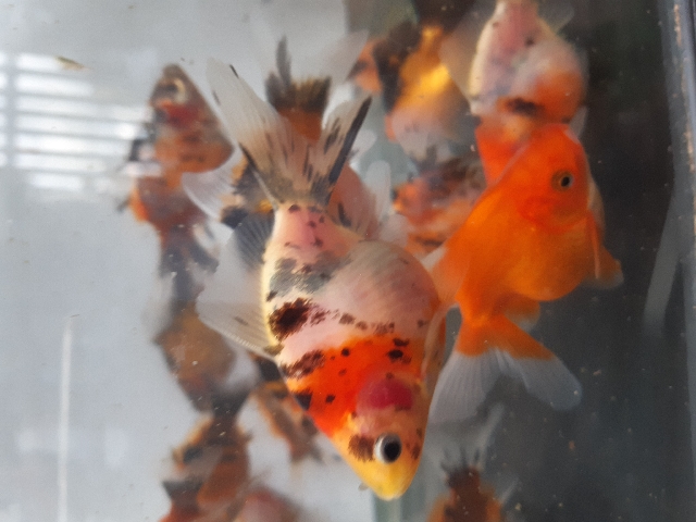 Calico Comet Goldfish for sale
