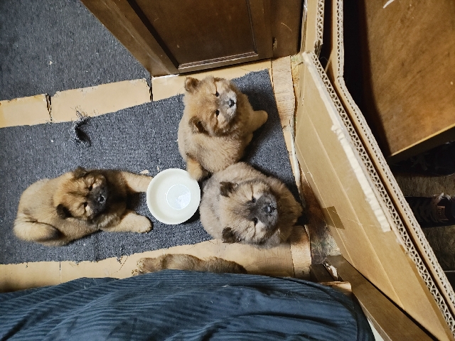 chow chow puppies