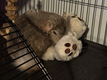 Chinchilla – chinchilla – Sarasota