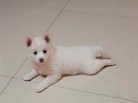 Pomeranian – Pomerrian – Jaipur