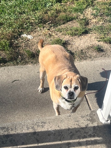 Pug – My dog Rocky needs a new home