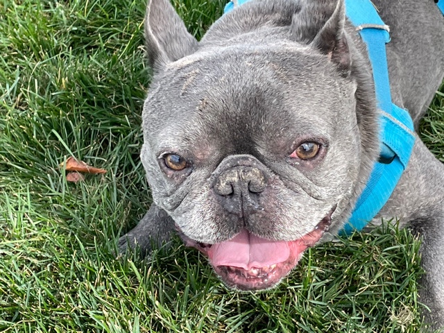 French Bulldog – Dog
