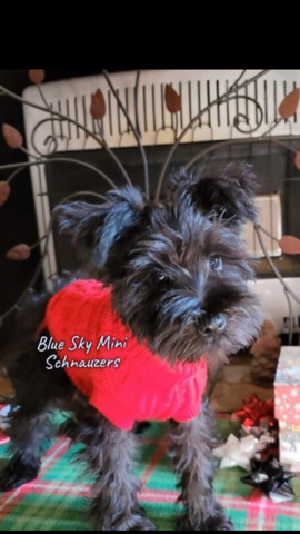 Miniature Schnauzer – Akc beautiful Miniature Schnauzer Female Clear
