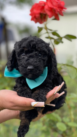 Goldendoodles