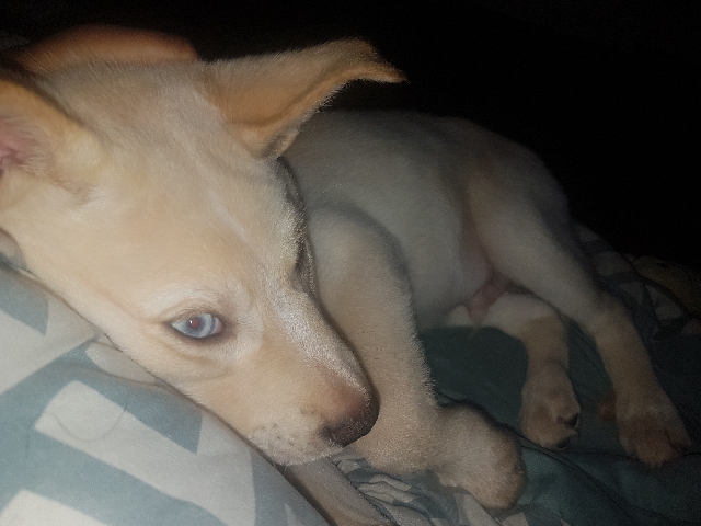 he needs a new home,he is loveable puppy.