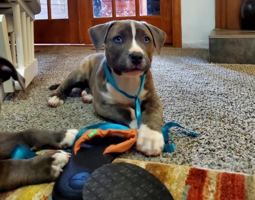 American Pit Bull Terrier – pure breed blue nose pitbull puppies