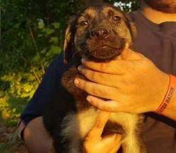 German Shepherd – full good German shepherd puppies (863) 934-8598