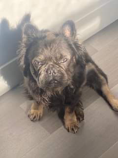 French Bulldog – fluffy stud service