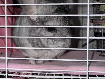 Chinchilla for sale