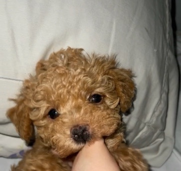 Poodle – Selling
