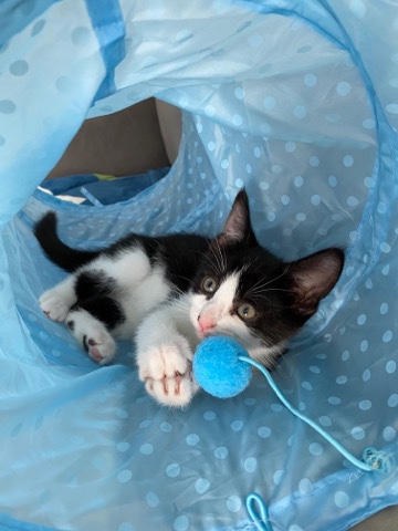 black and white kitten