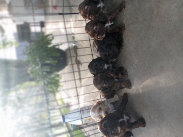 American Cocker Spaniel – Akc registered cocker spaniel puppies