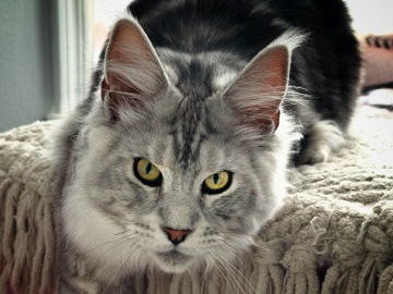 Maine Coon – Maine **** Cat for Sale – 8 Months Old - Male – New York