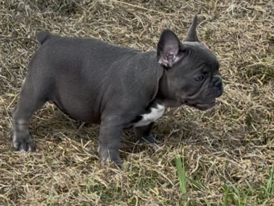 French Bulldog – French bulldog pups – Ardmore