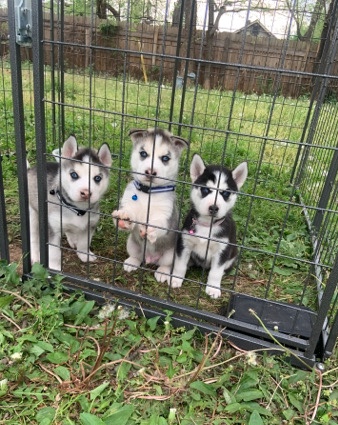 Siberian Husky – Siberian Husky