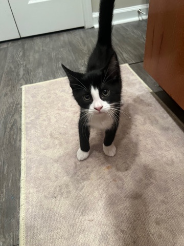 Maine Coon – Maine **** kitten