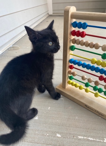 black kitten