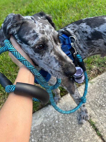 Poodle – standard poodle/Catahoula male 6mo