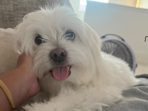 Maltese – free senior Maltese – Lake Elsinore