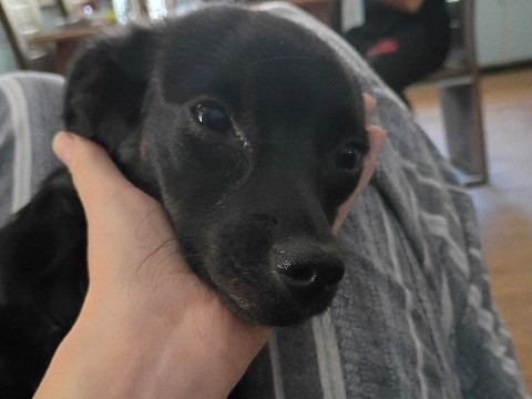 Mixed Breed – minpin and chiwawa – Sun Valley