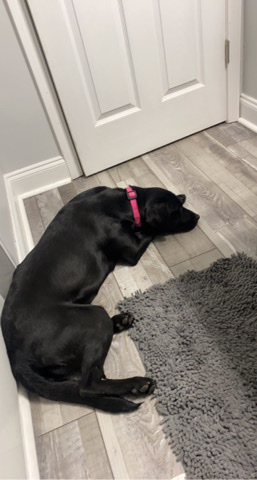 Labrador Retriever – 1 year old trained puppy for sale