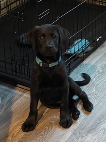 Labrador Retriever – Black Lab