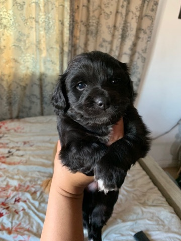 puppies for sale