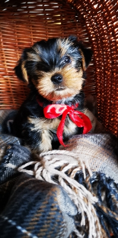 Yorkshire Terrier – Yorkshire Terrier Boy Puppy