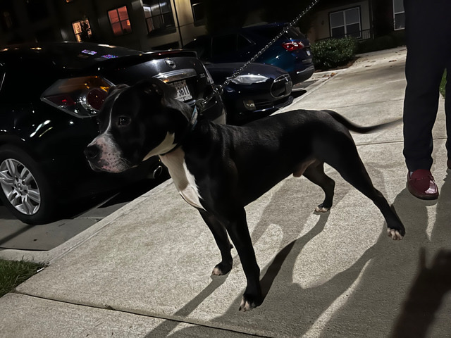 American Pit Bull Terrier – ace needs a new home