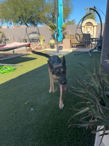 Purebred Female German Shepherd