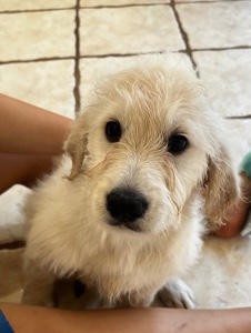 golden doodle