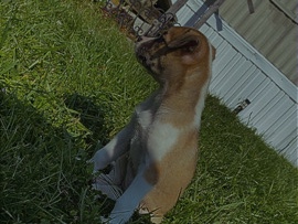 All - pit bull and husky mix  available for adoption in Bluefield