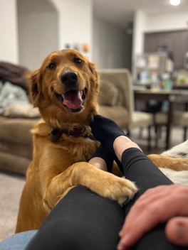 AKC Golden Retriever