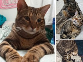 bonded brothers – Plano